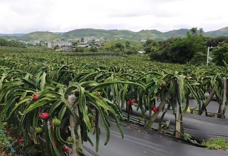 水果案例